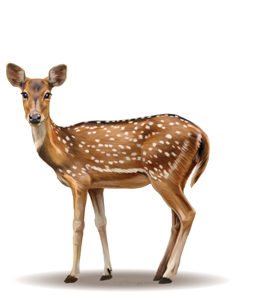 Chital-Deer-Axis-axis-Female