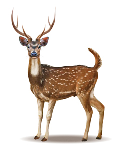Chital-Deer-Axis-axis-Male