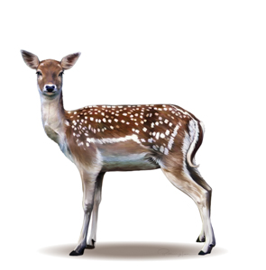 Fallow-Deer-Dama-dama-Female