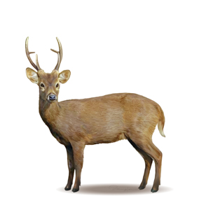 Hog-Deer-Axis-porcinus-Male