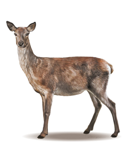 Red-Deer-Cervus-elaphus-Female