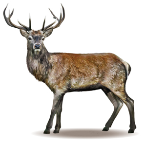 Red-Deer-Cervus-elaphus-Male