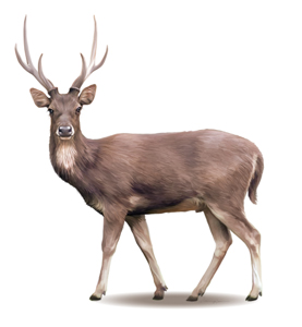 Rusa-Deer-Cerrvus-timorensis-Male