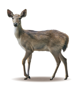 Rusa-Deer-Cervus-timorensis-Female