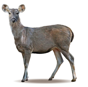 Sambar Deer Female
