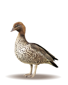 Wood-Duck-Adult-Female