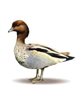 Wood-Duck-Male
